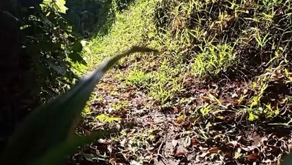 Solo Hiking: Passing plantations in the middle of the forest