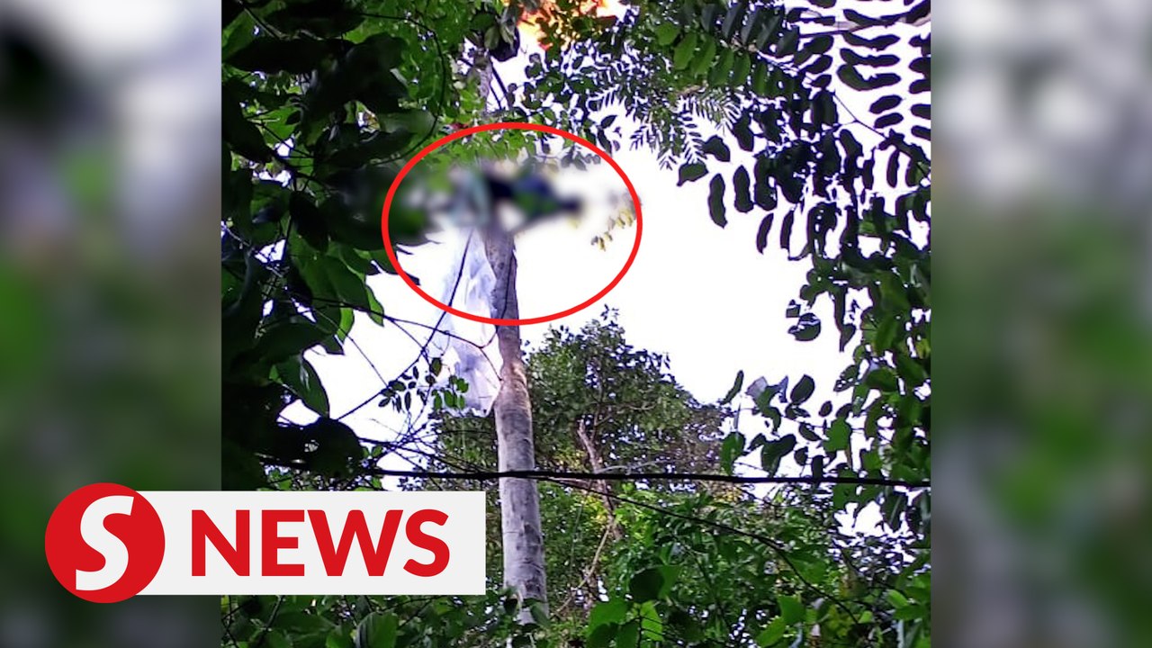 Paraglider dies after crashing into tree