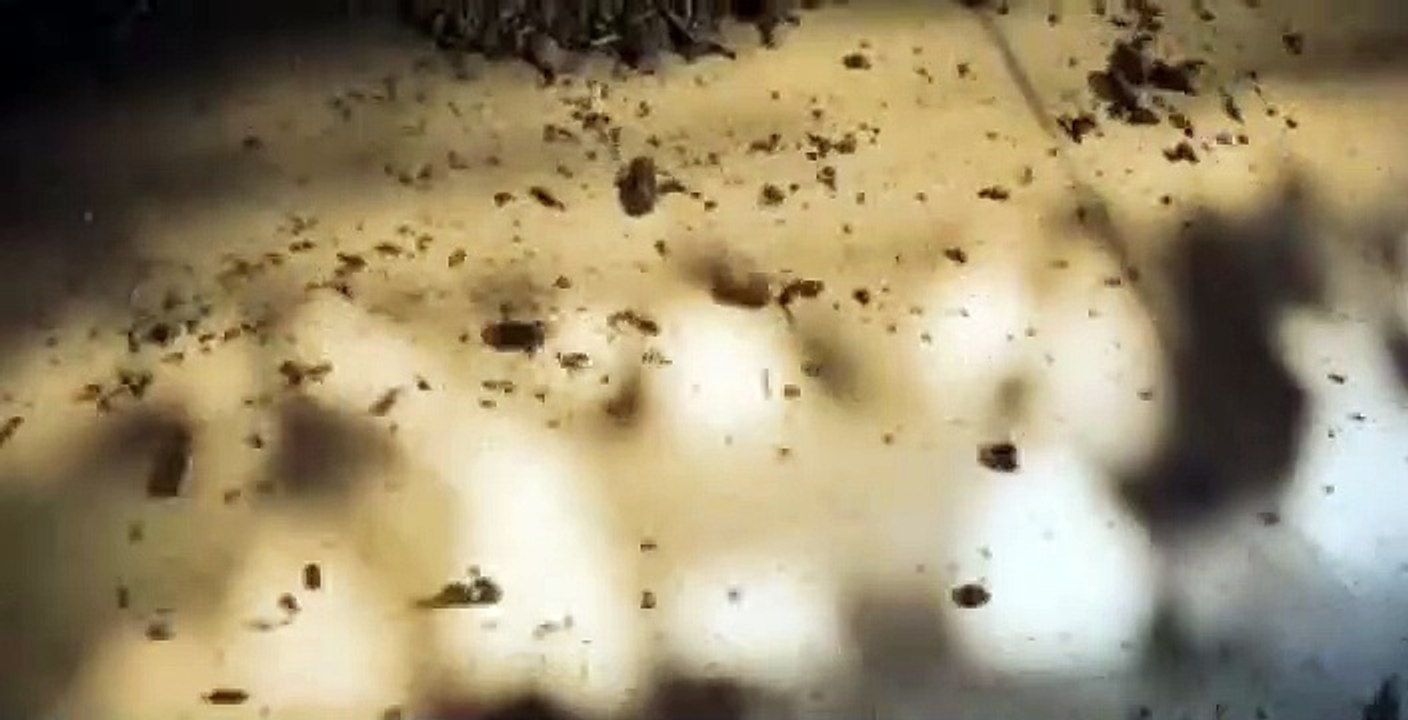 Blackstone S04 E01