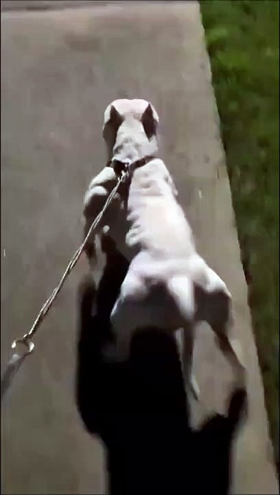 Un chien qui prend de la protéine...