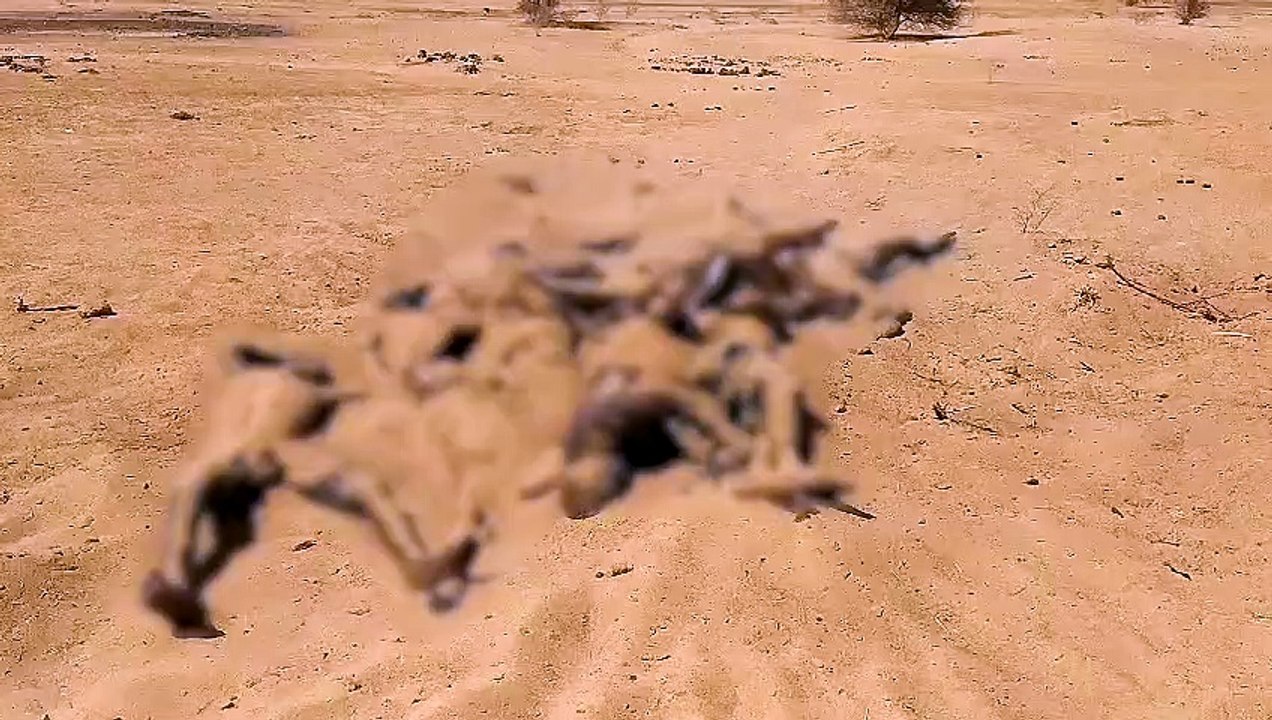 Découverte d’un charnier à Gossi (Vid5)