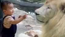 White Lion & Cute Baby #baby #lion #lionlive