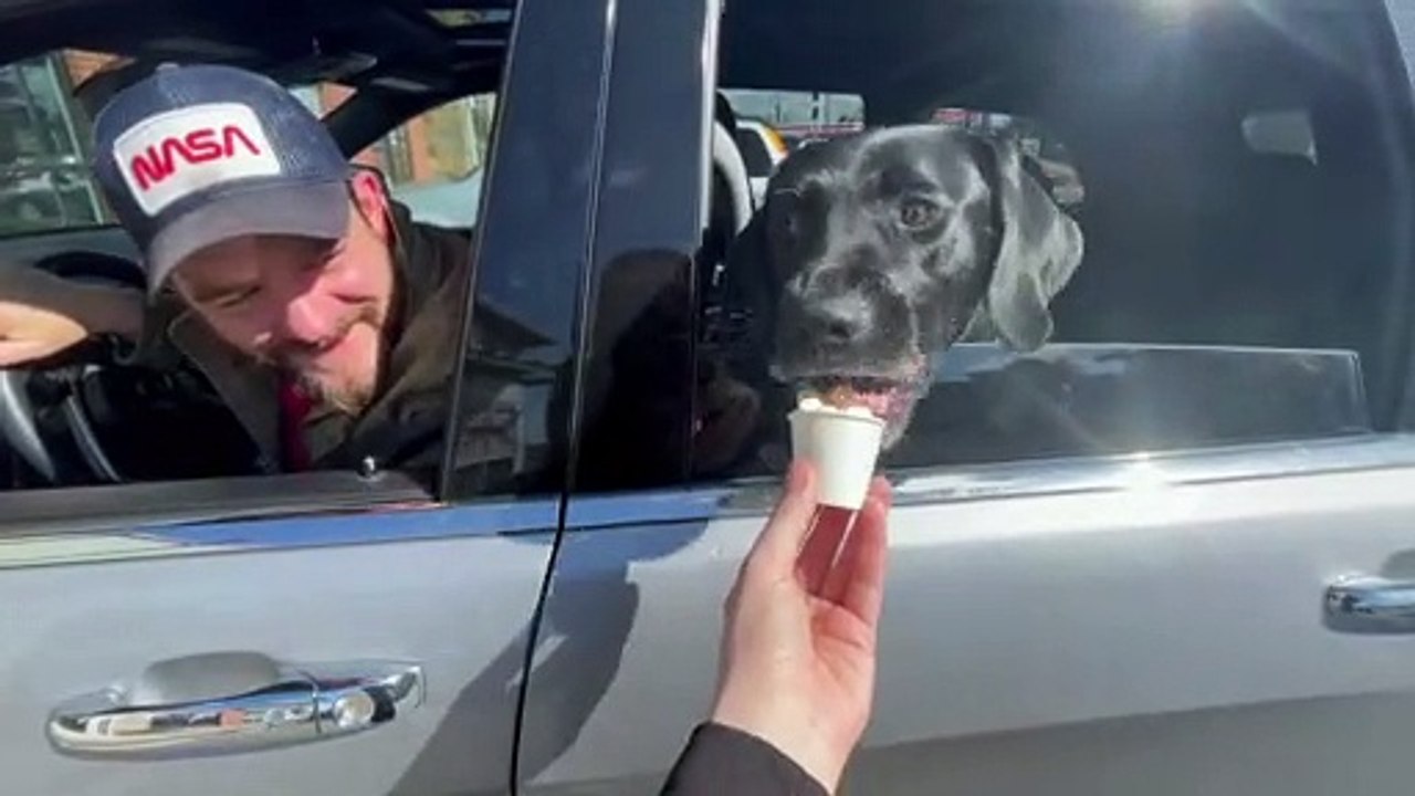 Lab Licks Up Entire Pup Cup