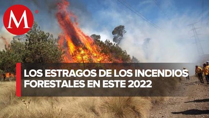En lo que va del año, incendios forestales han afectado a 95 mil hectáreas: Conafor