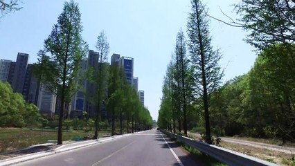 울산에도 메타세쿼이아 길.."자연치유 하러 오세요" / YTN