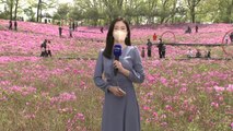 [날씨] 한낮 초여름 더위...불암산 철쭉 한가득 / YTN