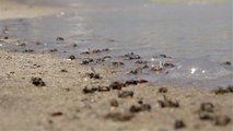 Müsilaj zannedilen polen sahili sarıya boyadı, binlerce arı telef oldu