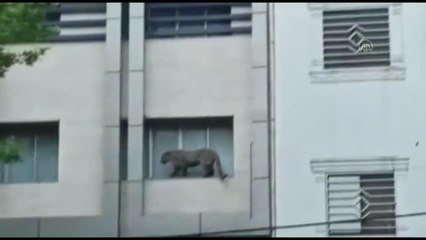 MAZANDARAN - İran'da başıboş leopar korku saçtı