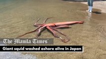 Giant squid washed ashore alive in Japan