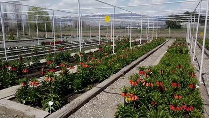 Baharın müjdecisi "ağlayan gelin"in bir türü daha tescil yolunda