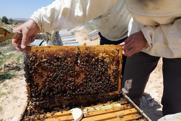 ARICILARIN COĞRAFİ İŞARET ALAN 'ZAHTER BALI' MESAİSİ