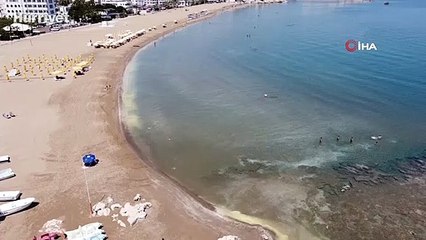 Polen sahili sarıya bürüdü, binlerce arı telef oldu