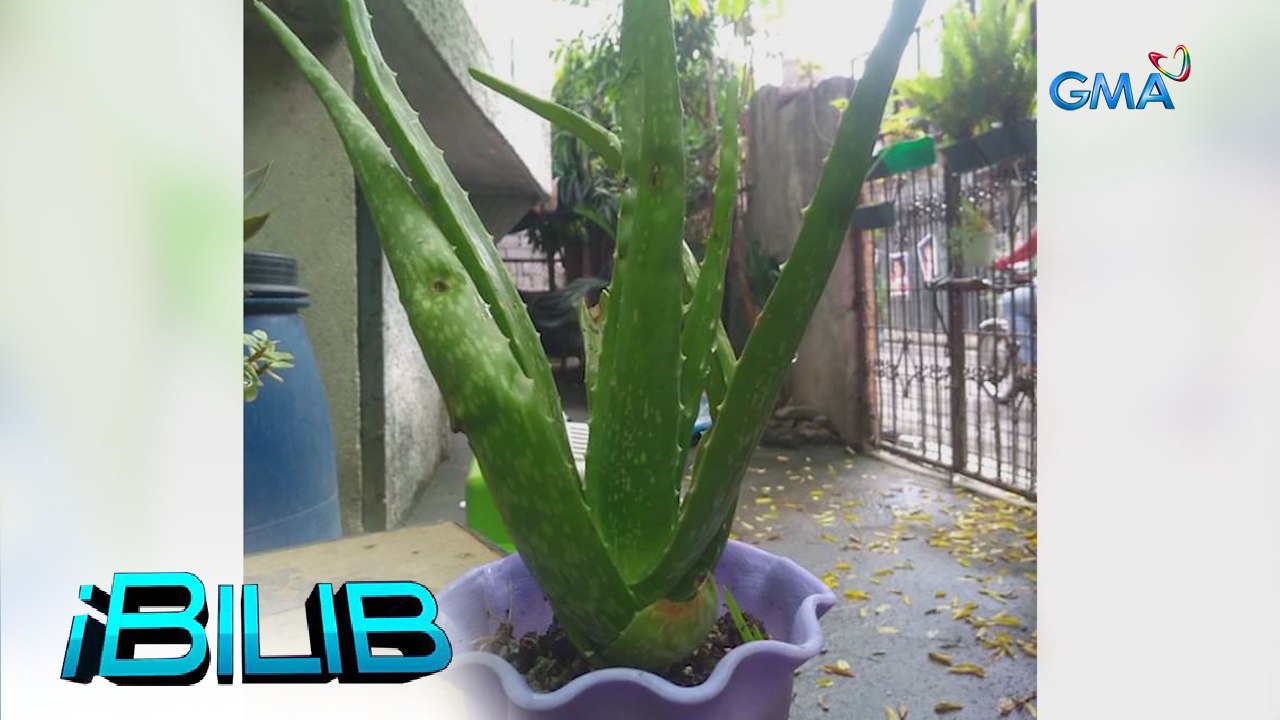 iBilib: Anti-sunburn: Aloe vera | Life Hack