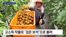 작아도 영양 만점…‘검은 보석’ 흑토마토 아세요?