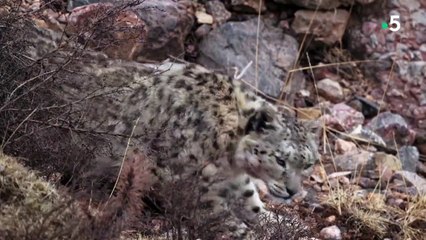 Panthère des neiges de l'Himalaya