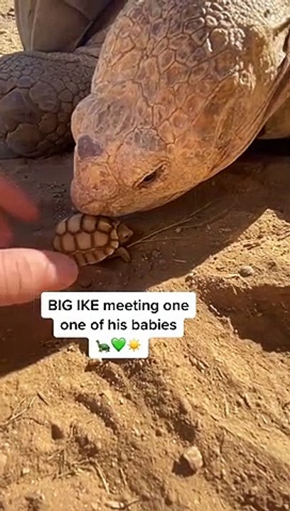 La grosse tortue et son petit