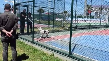 Pitbull dehşeti… Uzun süre bırakmadı! Olası facialara nasıl davetiye çıkarıldığı da anlaşıldı