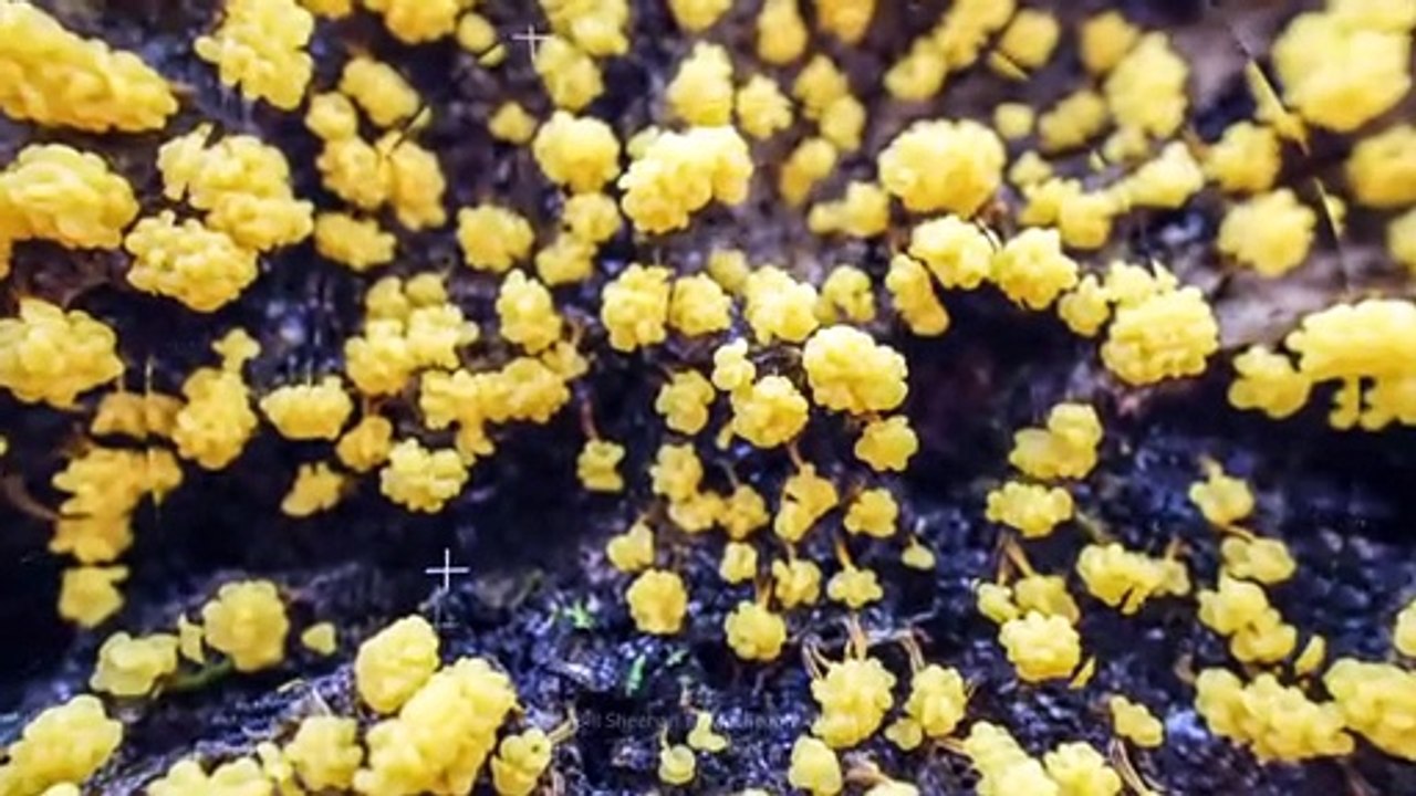 Why Will This Slime Mold Destroy Humanity?