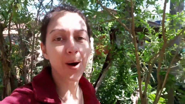 SE VOCÊ FIZER ISSO TERA LIMÃO E LARANJA RAPIDO E O ANO TODO