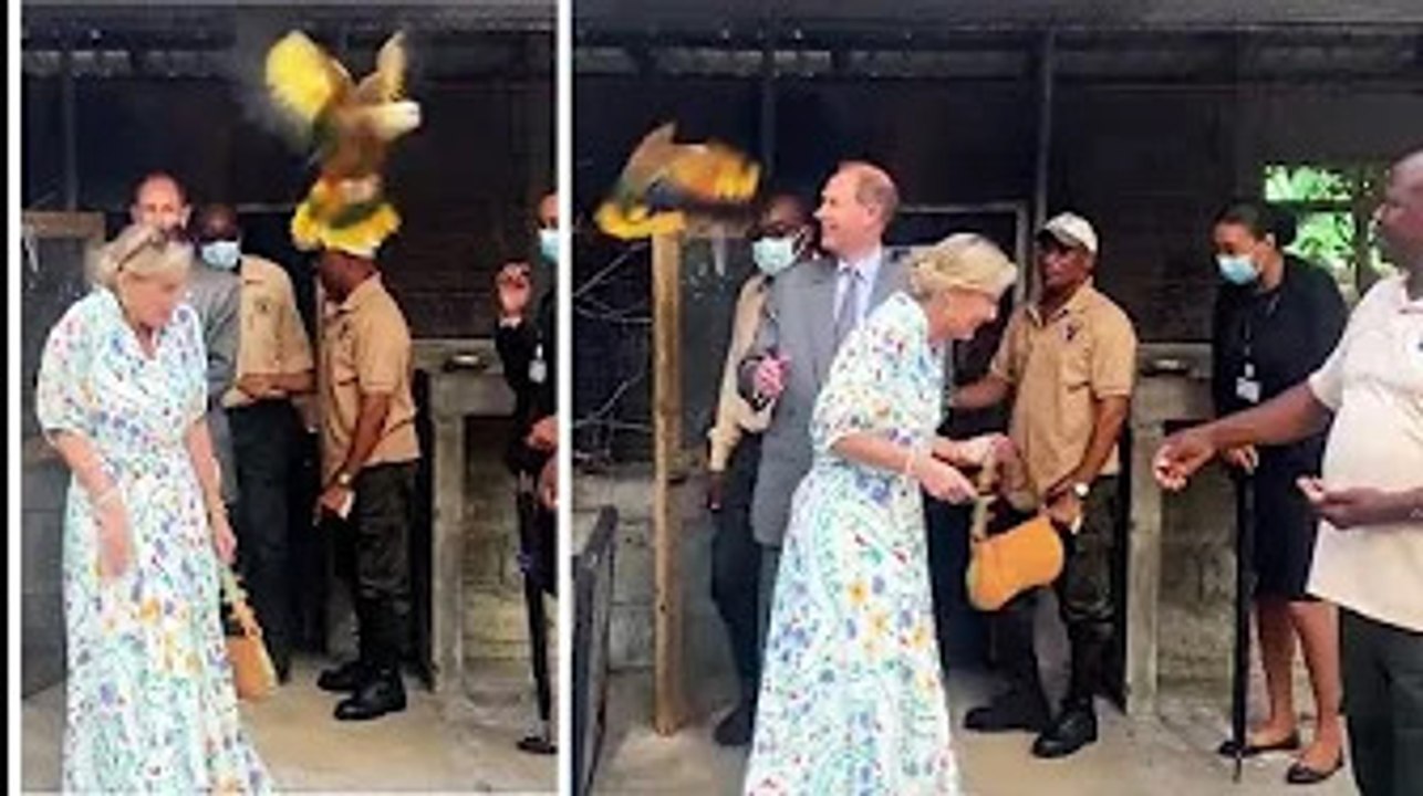 Sophie Wessex 'keeps cool' as 'frenzied bird' swoops at royal and sends sunglasses flying