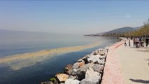 Karamürsel'de deniz yüzeyinde kirlilik oluştu