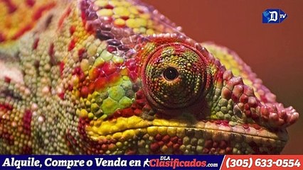 Aumenta control sobre el comercio ilegal de vida silvestre | La buena noticia