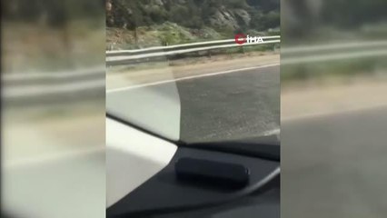 Yolunu şaşıran karaca karayoluna indi