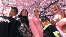 Cherry blossoms in Stockholm mark the beginning of spring