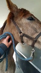 Qoumir immobilité van