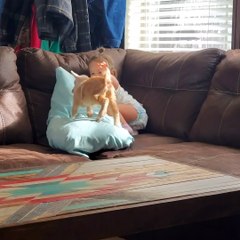 Baby Goat Plays With Baby Girl