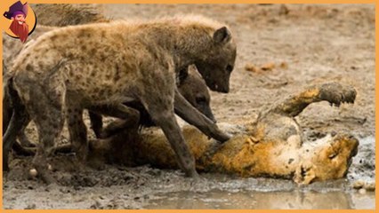 Lions vs Hyenas , who could win? angry creature or stronger one?