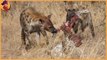 Thrilling Moments When Hyenas And Other Animals Steal Food From Their Enemies