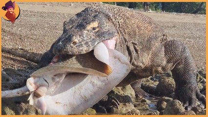 Komodo Dragon , the most venomous creature in the world , eats every things he can