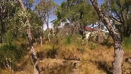 Scientists at Sydney's Botanic Garden discover worrying new trend