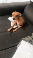 Dog Finds Hole in Couch to Hide In