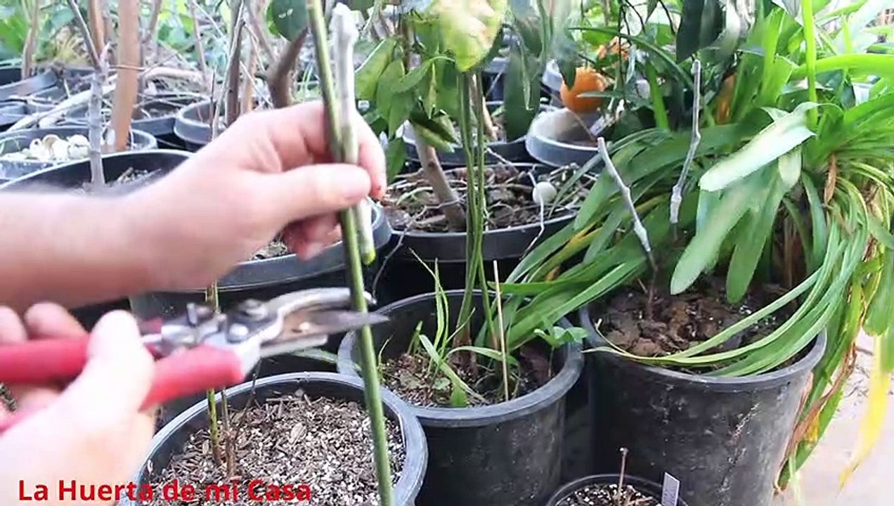 Como Injertar Aguacates en Primavera