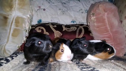 BABY CAVIA PORCELLUS PIXIE CLOVER PIXIE CLOVER 20210421_082250