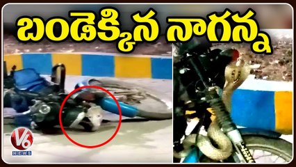 Snake Spotted On Road While Coming Out From Bike _ Huzurnagar _ V6 News