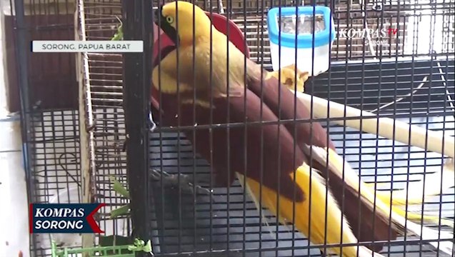 Diduga ABK KM LABOBAR Seludupkan Satwa Dilindungi Termasuk 11 Ekor Cendrawasi