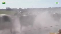Las vacas salen del establo en Suecia por primavera