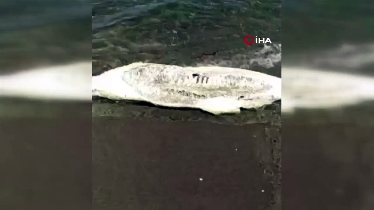 Bursa’da ölü yunus balığı karaya vurdu