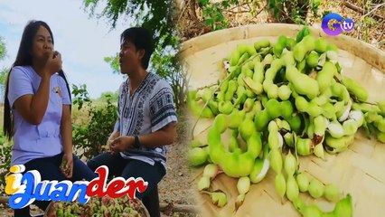 Kamatsile, kinatatakutan daw ng mga batang hindi pa tuli? | I Juander