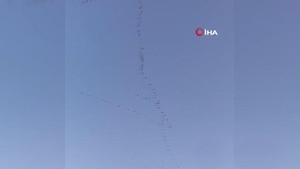 Bursa semalarında binlerce pelikanın göç yolculuğu