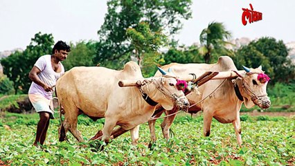 कोण म्हणतं शेती परवडत नाही, 'हा' शेतकरी तर लखपती झाला