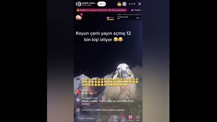 Uyuyan çoban ile koyunu canlı yayında 12 bin kişi izledi