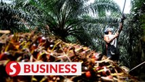 Palm oil prices jump to six-week high on Indonesia's export ban
