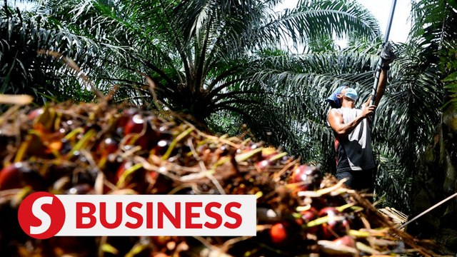 Palm oil prices jump to six-week high on Indonesia's export ban
