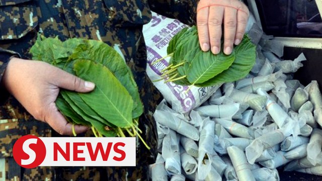 Police will abide by govt decision on ketum and hemp says Ayob Khan