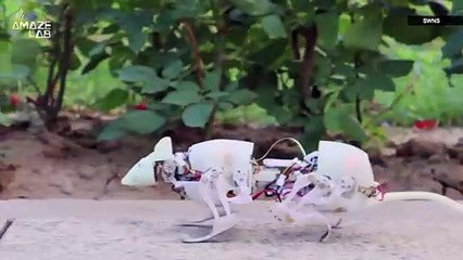 This Robo-Rat Can Reach Places Humans Could Never Dream Of