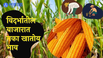 Maize Rate | विदर्भातील बाजारात मका खातोय भाव  | Sakal |